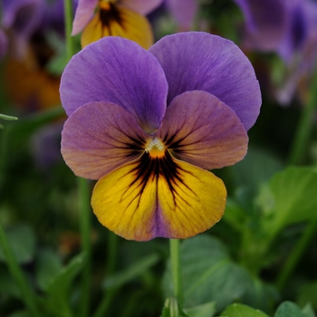 Viola cornuta Celestial™ 'Twilight' (146383)