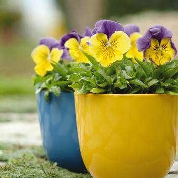 Viola x wittrockiana 'Morpheus' (146394)