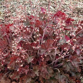 Heuchera 'Fireworks' (146545)