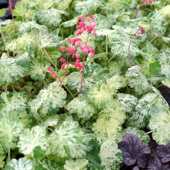 Heuchera sanguinea 'Snowfire' (146619)