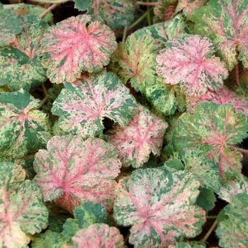 Heuchera sanguinea 'Snowfire' (146621)