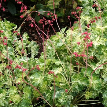 Heuchera sanguinea 'Snowfire' (146622)