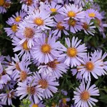 Aster chilensis 'Purple Haze' 