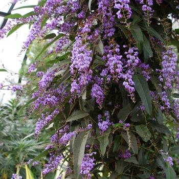 Hardenbergia violacea 'White Out' 