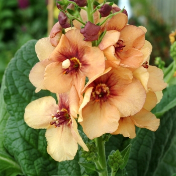 Verbascum 'Sierra Sunset' (148346)