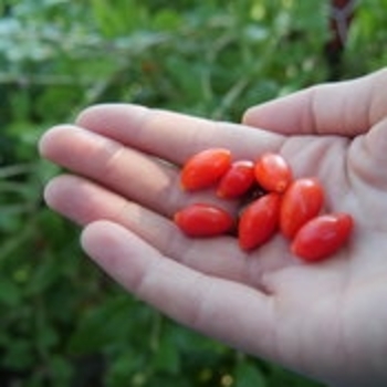 Lycium barbatum 'Red Zeppelin®' (148921)