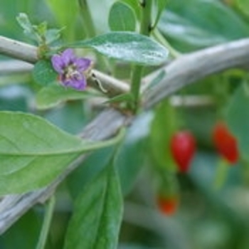 Lycium barbatum 'Red Zeppelin®' (148922)