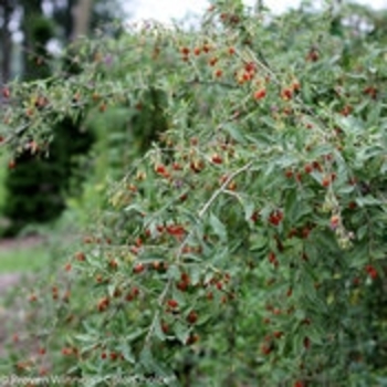 Lycium barbarum 'Sweet Lifeberry®' (148924)