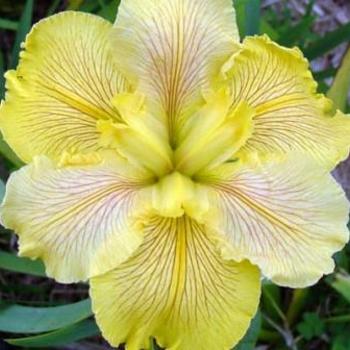 Iris 'Fortune Finder' 