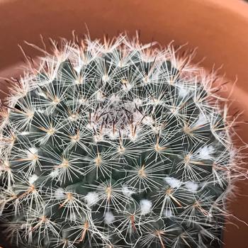 Mammillaria hahniana