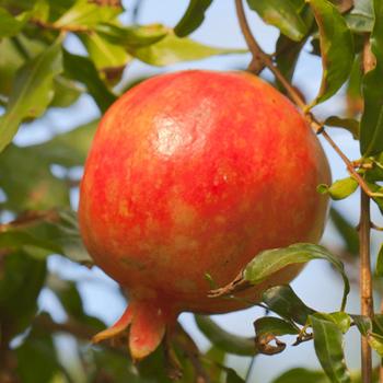 Punica granatum 'Red Silk' 