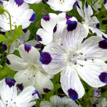 Nemophila maculata