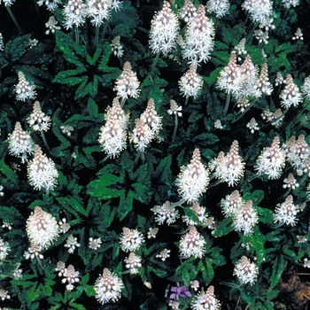 Tiarella 'Dark Eyes' (150560)