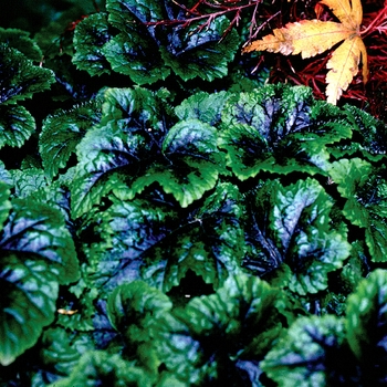 Tiarella 'Ink Blot' (150561)