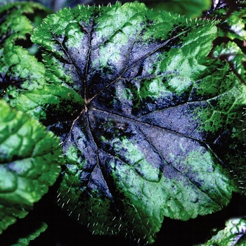 Tiarella 'Ink Blot' (150562)