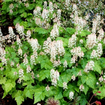 Tiarella 'Ink Blot' (150564)