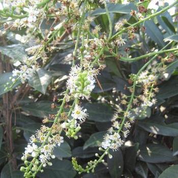 Prunus laurocerasus 'Mystic Jade' 