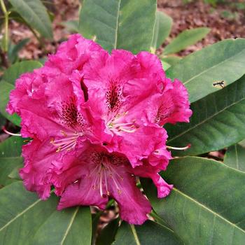 Rhododendron 'Bessie Howell' 