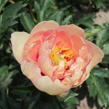 Paeonia 'Clouds of Color' 