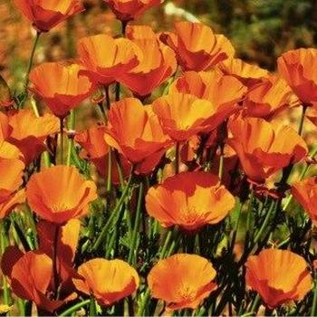 Eschscholzia californica 'Orange King' 