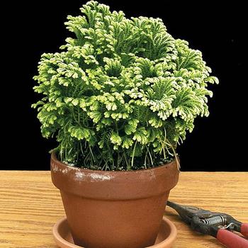 Selaginella kraussiana 'Frosty' 