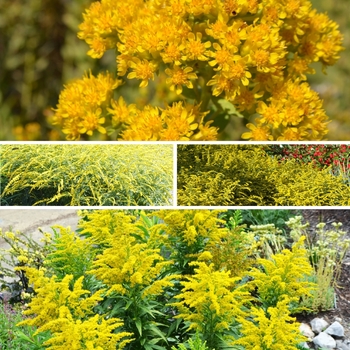 Solidago 'Multiple Varieties' (153212)