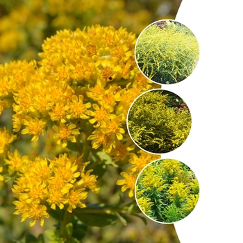 Solidago 'Multiple Varieties' (153214)