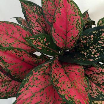 Aglaonema commutatum 'Red Valentine' 