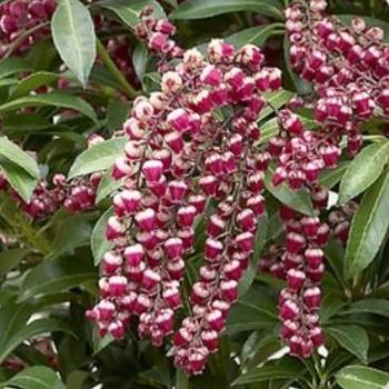 Pieris japonica 'Passion' 