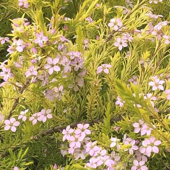 Coleonema pulchrum 'California Sunset' 