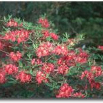 Rhododendron flammeum x periclymenoides 'Razzberry' 