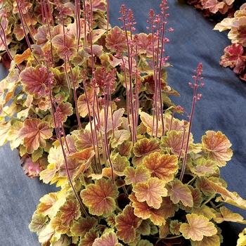 Heuchera Northern Exposure™ 'Sienna' (155809)