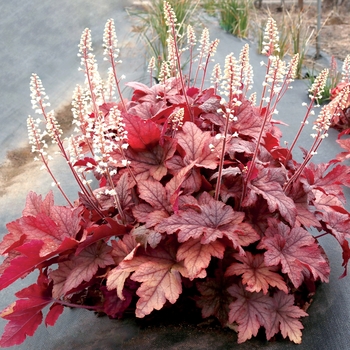 Heucherella 'Peach Tea' (155811)