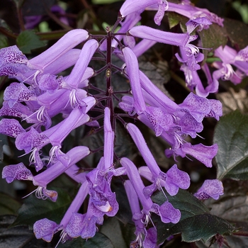 Plectranthus VELVET™ 'Diva' (155814)