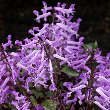 Plectranthus VELVET™ 'Diva' (155815)