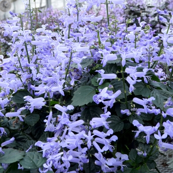 Plectranthus VELVET™ 'Idol' (155817)