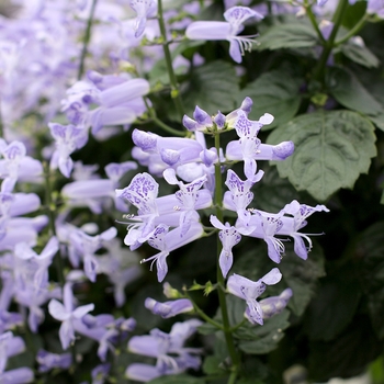 Plectranthus VELVET™ 'Idol' (155818)