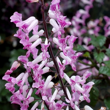 Plectranthus VELVET™ 'Lady' (155822)