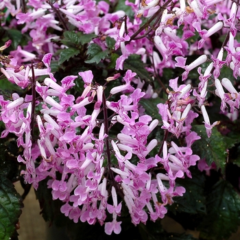 Plectranthus VELVET™ 'Lady' (155823)