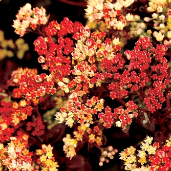 Sedum telephium 'Peach Pearls' (155825)