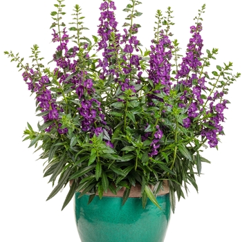 Angelonia Angelface® 'Super Blue' (155890)