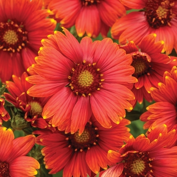 Gaillardia Heat it Up™ 'Scarlet' (155922)