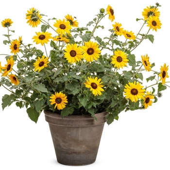 Helianthus Suncredible® 'Yellow' (155931)