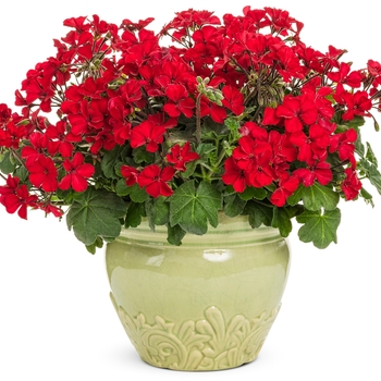 Pentas lanceolata Sunstar® 'Red' (156036)