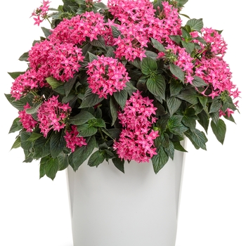 Pentas lanceolata Sunstar® 'Rose' (156038)