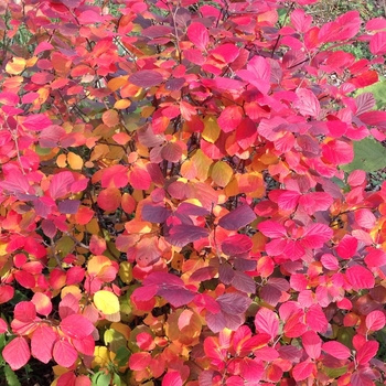 Fothergilla x intermedia 'Legend of the Fall®' (156067)