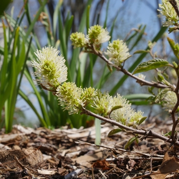 Fothergilla x intermedia 'Legend of the Fall®' (156069)