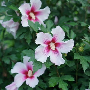 Hibiscus syriacus Paraplu Pink Ink® '' (156077)