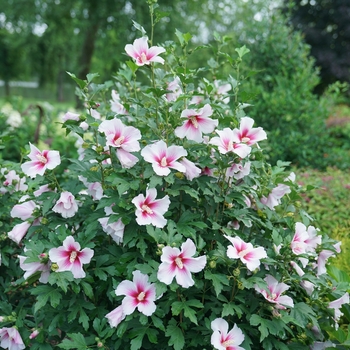 Hibiscus syriacus Paraplu Pink Ink® '' (156082)