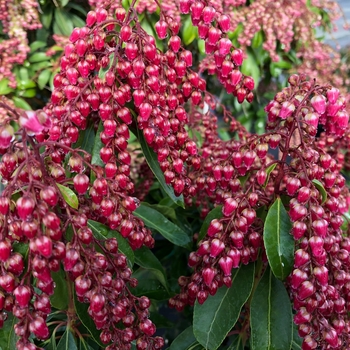 Pieris japonica 'Interstella®' (156218)